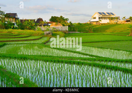 Villas in Balinese rice fields at sunset. Bali  island, Indonesia Stock Photo