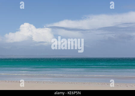 Beautiful white birds over the sea water. Cute swans on the beach in ...