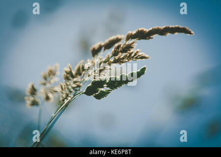 Reed beautiful silhouette on blurred sunny background Stock Photo