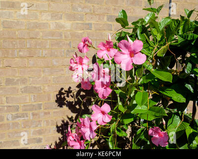 Subtropical vine, Mandevilla, growing against a brick wall. Stock Photo