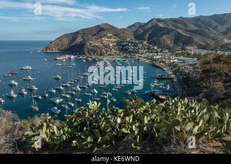 Avalon Harbour, Catalina Island, California, USA Stock Photo