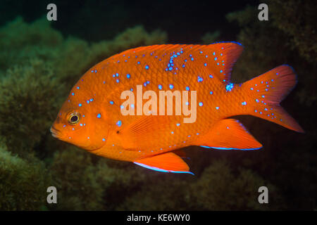Juvenile Garibaldi Fish, Hypsypops rubicundus, Catalina Island, California, USA Stock Photo