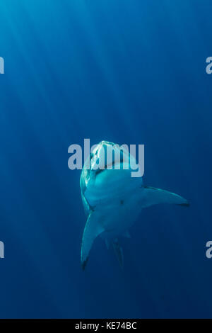 Great White Shark, Carcharodon carcharias, Guadalupe Island, Mexico Stock Photo