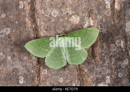 Large Emerald Moth (Geometra papilionaria) adult at rest on tree trunk, Monmouth, Wales, June Stock Photo