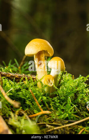 Vertical photo of nice three yellow toadstools. Young mushrooms grow from moss and grass with few dry twigs and needles around. The cap is bright and  Stock Photo
