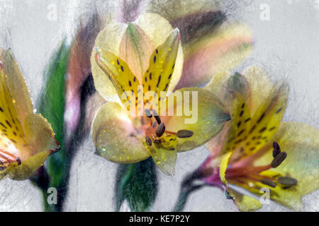 Peruvian Lilies (Alstroemeria) In Studio; New York City, New York, United States Of America Stock Photo