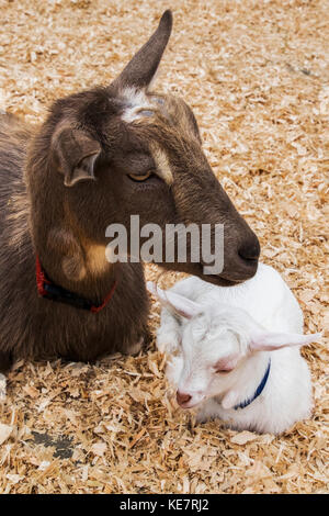 American Pygmy Goat - WNC Nature Center