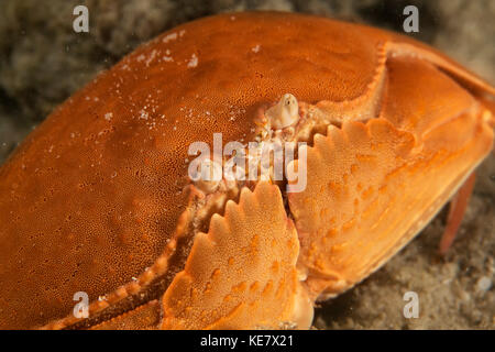 Smooth Box Crab (Calappa Calappa); Moalboal, Cebu, Central Visayas, Philippines Stock Photo