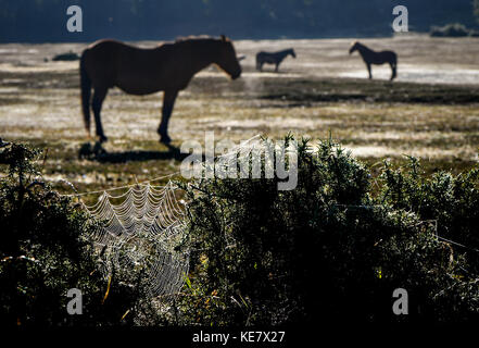 Three New Forest horses stand in the early morning Autum  glow,  warming up as the sun rises with a spider web in the foreground covered in dew. Stock Photo