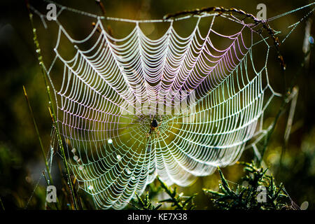 A colourful spider web covered in early morning dew with a spider sat in the middle . Stock Photo