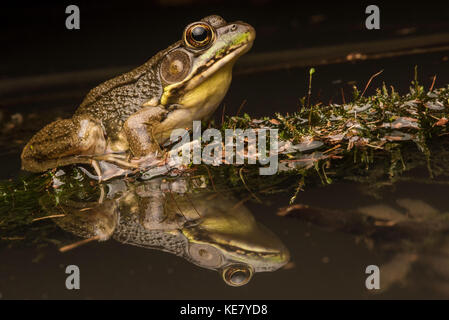A large green frog (Lithobates clamitans) sits on a branch floating in a swamp with a perfect reflection of itself down in the water below it. Stock Photo