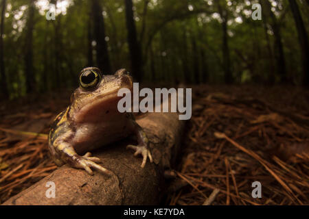 A Eastern spadefoot toad (Scaphiopus holbrookii) sitting on the forest floor in the forest in North Carolina. Stock Photo