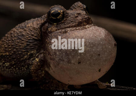 Male Cope's gray tree frogs sing at night in order to attract female frogs. Stock Photo