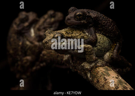On a dark night in the swamp two pairs of Cope's Gray treefrogs sit in close proximity.  The males hold onto the larger females. Stock Photo