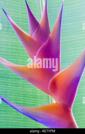 Close-up of a beautiful mixed pink Heliconia flower against a green leaf; Honolulu, Oahu, Hawaii, United States of America Stock Photo