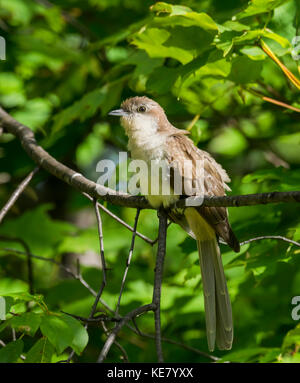 Black-billed Cuckoo (Coccyzus erythropthalmus) perched on a tree branch; Redbridge, Ontario, Canada Stock Photo