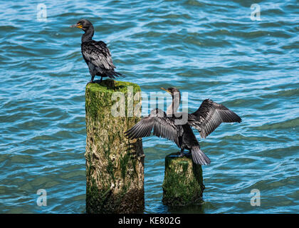 Double-crested Cormorants (Phalacrocorax auritus) perched on pilings in the Columbia River; Astoria, Oregon, United States of America Stock Photo