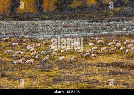 A herd of Caribou (Rangifer tarandus), cows with young calves, across a stony creek in Denali National Park in early summer Stock Photo