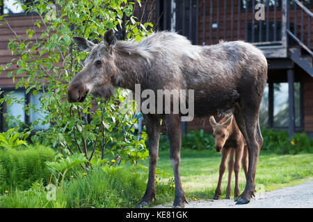 Cow And Calf Moose In A Residential Front Lawn, Homer, Southcentral Alaska, USA Stock Photo