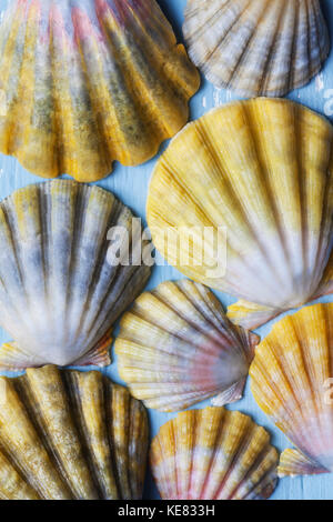 Beautiful rare indigenous Hawaiian sunrise scallop shells (Langford Pecten) laid out on a blue background Stock Photo