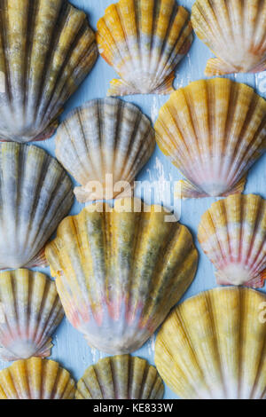 Hawaiian sunrise scallop seashell hi-res stock photography and images -  Alamy