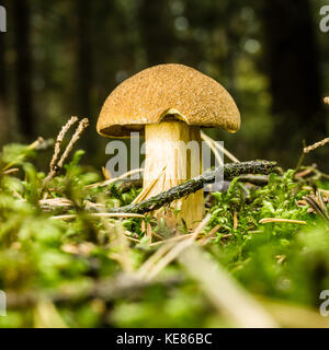 Horizontal photo of nice yellow edible cep toadstool. Young mushroom grows from moss and grass with few dry twigs and needles around. The cap is light Stock Photo