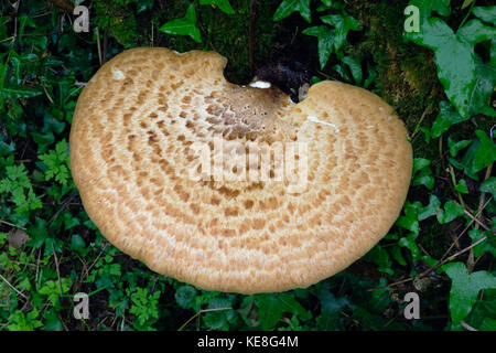 Polyporus squamosus, or Dryad's Saddle, or Pheasant's Back bracket fungus. At 33cm across, it is already too old to eat. Growing on ash tree stump. Stock Photo
