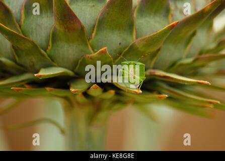 Small green bug amidst the thorns of wild artichoke, Nezara viridula Stock Photo
