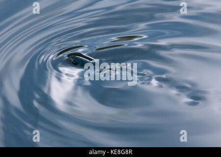 Fish Making Ripples On Water Stock Photos - 43 Images