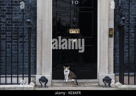 London, UK. 10th October, 2017. Larry, the Chief Mouser of 10 Downing Street. Stock Photo