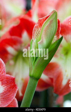 Hippeastrum ' Nagano ', Amarylis, flowering Stock Photo