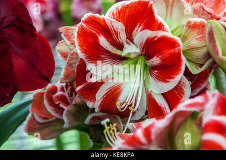 Hippeastrum ' Nagano ', Amarylis, flowering Stock Photo