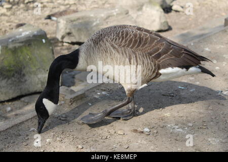 Largest goose in the world hi res stock photography and images Alamy