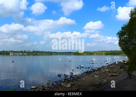 Beautiful scenic view of lake with clouds in a blue sky reflected in the water - swans and ducks on the water (Pennington Flash, Leigh) Stock Photo