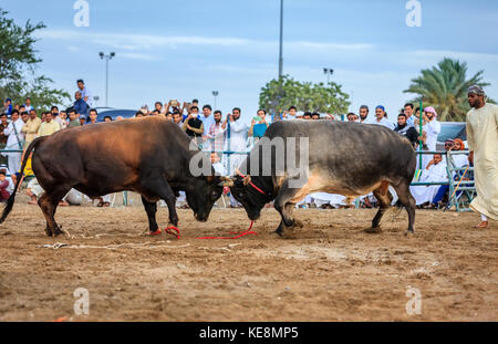 Fujairah, UAE, April 1, 2016: bulls are fighting in a traditional event in Fujairah, UAE Stock Photo