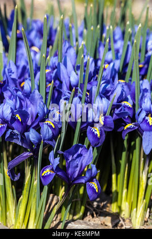 Blue Iris reticulata 'Harmony' Stock Photo