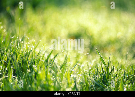 View of sunlight on wet grass. Stock Photo