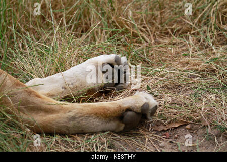 Lion (Panthera leo) paws, Drakenstein Lion Park, Klapmuts, Western Cape Province, South Africa. Stock Photo