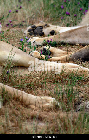 Lion (Panthera leo) paws, Drakenstein Lion Park, Klapmuts, Western Cape Province, South Africa. Stock Photo