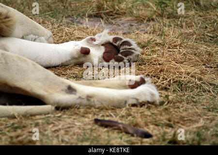 Lion (Panthera leo) paws, Drakenstein Lion Park, Klapmuts, Western Cape Province, South Africa. Stock Photo