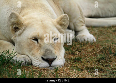 White lion(s) , Panthera leo krugeri, inthe Drakenstein lion Park, Klapmuts, Western Cape Province, South Africa. Stock Photo