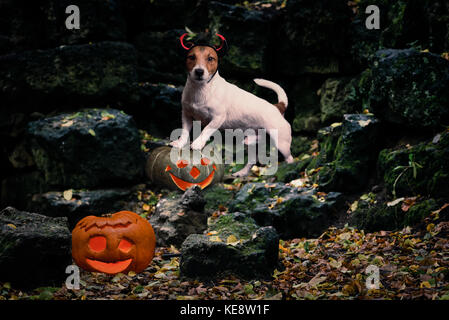 Devil dog and Halloween pumpkins at ruins of castle as haunted house Stock Photo