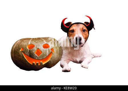 Dog lying down with jack o' lantern pumpkin isolated on white Stock Photo