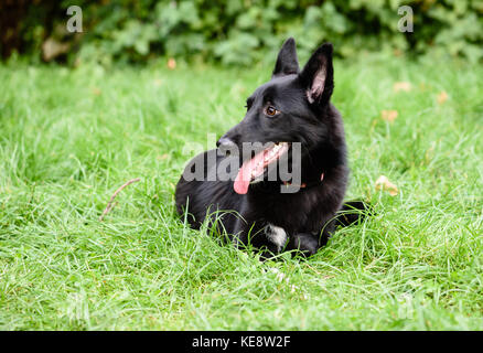 Cute black Belgian Shepherd dog lying on green grass Stock Photo