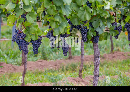 Mature grapes in autumntime in Austria, Burgerland Stock Photo