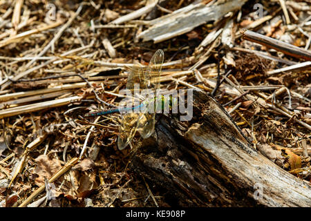 Dragon fly resting on a fallen tree trunk Stock Photo