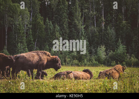 Bison family in a field, Canada Stock Photo