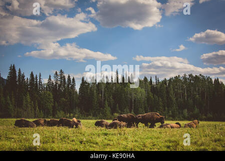 Bison family in a field, Canada Stock Photo