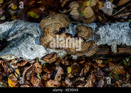 Plate fungus on fallen Silver Birch tree Stock Photo