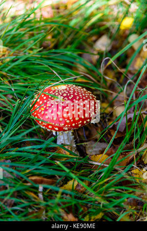 Fly Agaric red speckled mushroom amongst the grass Stock Photo